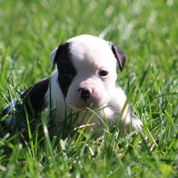 Female 4-Yikka - White and brindle female American Bulldog puppy in Xenia, Ohio from Bingham's Bulldogs LLC