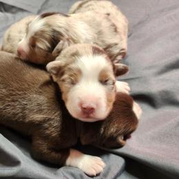 Winterfell - Red merle male Miniature Australian Shepherd puppy in Macomb, Missouri from Faunus Farms and Aussies