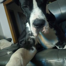 Great Danes from Tabitha's Great Danes