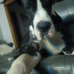 Great Danes from Tabitha's Great Danes
