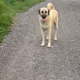 Behr - Anatolian Shepherd Dog