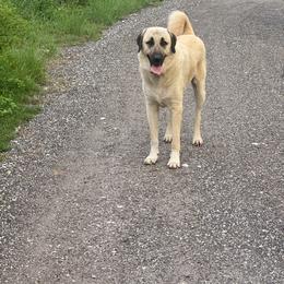 Behr - Anatolian Shepherd Dog