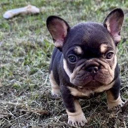 French Bulldogs from Watkins French Bulldogs