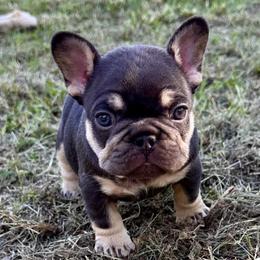 French Bulldogs from Watkins French Bulldogs