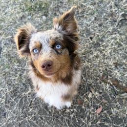 Dixie Stampede - Toy Australian Shepherd