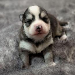 Stassi -Female - Black and white female Pomsky puppy in Hurleyville, New York from My Crazy Pomskys
