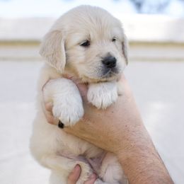 Golden Retriever Puppies from Dani’s Dawgs