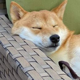 Shiba Inu puppies from Wind Dancer's Shibas