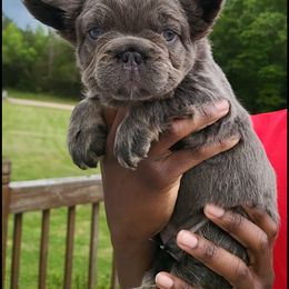 Boy 3 - French Bulldog puppy in Charlotte, North Carolina from Solid Bulls Kamp LLC