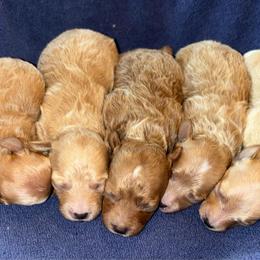 Kai - Red  male Poodle puppy in Wharton, Texas from In the Red Poodles