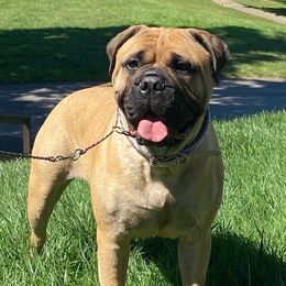 Ilani - Bullmastiff