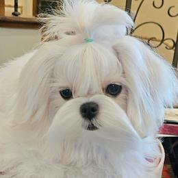 Maltese and Poodles from Maltese & poodle Lovers