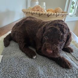 Hunter-Dark Blue Collar - Brown and white male Aussiedoodle puppy in Grand Blanc, Michigan from B's Aussiedoodles