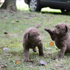 Chesapeake Bay Retriever Puppies from North Flow Chesapeakes