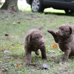 Chesapeake Bay Retriever Puppies from North Flow Chesapeakes