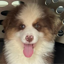 John - Red tri-color male Miniature American Shepherd puppy in Nolensville, Tennessee from Sweetheart Miniature American Shepherds