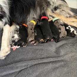 Male 2 - Black tri-color male Aussiedoodle puppy in Adams, Nebraska from Boxcar Doodles and Poodles