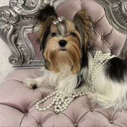 Tilly - Black tan and white female Biewer Terrier puppy in Oscoda, Michigan from Sweet Bella Babies