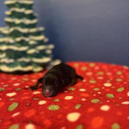 Red - Tri-color male Bernedoodle puppy in Casper, Wyoming from 307 Doodles