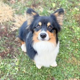 Steve-O - Pembroke Welsh Corgi