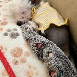 Chihuahua and Chinese Crested Puppies from Western Kentucky Chihuahua’s and Chinese Crested’s