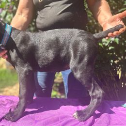 Kitana, Girl 4 - Cane Corso puppy from K9 Guardian Cane Corso