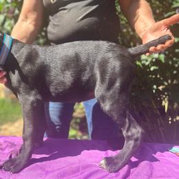 Kitana, Girl 4 - Cane Corso puppy from K9 Guardian Cane Corso
