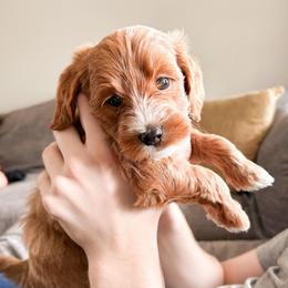 Cove - Parti male Goldendoodle puppy in Bradenton, Florida from Doodle Acres