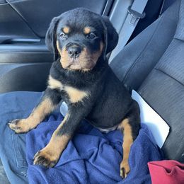 Rottweiler Puppies from GrowlHausRotts