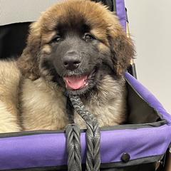 Leonberger Puppies from Sinnsro Leonbergers