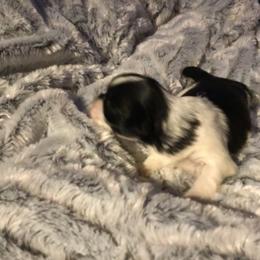 Shih Tzu Puppies from Kelly's Shih Tzus