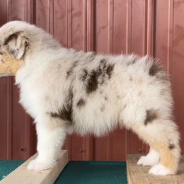 Australian Shepherd Puppies from BellSharps Australian Shepherds