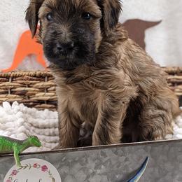 Cavapoo and Whoodle Puppies from Gardner Lane Puppies