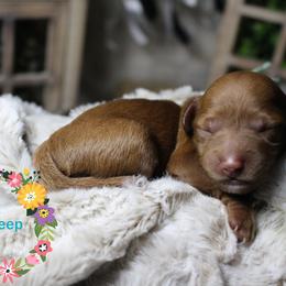 Goldendoodle Puppies from Gracefully Doodled