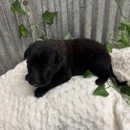 Dark Purple Collar - Black sable female Belgian Malinois puppy in Muskegon, Michigan from Red Acres Working Line K9s