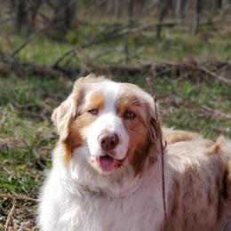 Sasha - Australian Shepherd