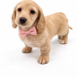 Sofia - Cream female Dachshund puppy in Illinois from William Rotsaert