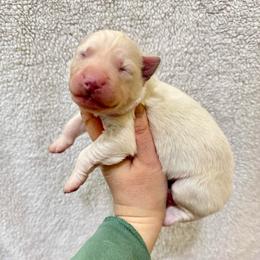 Ivy - White female Siberian Husky puppy in Lunenburg, Vermont from SNOW WOOLY HUSKY