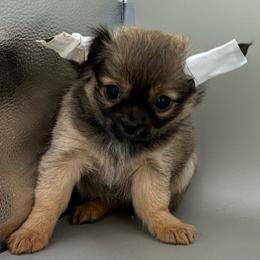 Joe - Black sabled fawn male Chihuahua puppy in Westport, New York from Chantilly chihuahuas