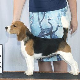 Star For Patriot - Beagle