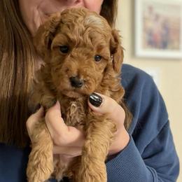 StarLord - Red  male Poodle puppy in Cedar City, Utah from Precious Paws Ranch