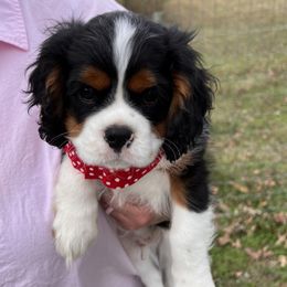 Boy 3 - Cavalier King Charles Spaniel puppy from Southern Valley Cavaliers