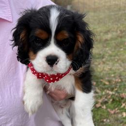 Boy 3 - Cavalier King Charles Spaniel puppy from Southern Valley Cavaliers