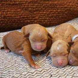 Goldendoodle Puppies from Cozy Cove Goldendoodles