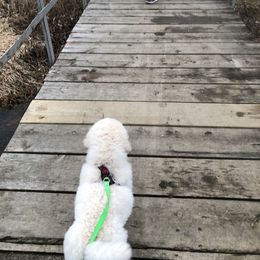 Poodle Puppies from D and D Standard Poodles