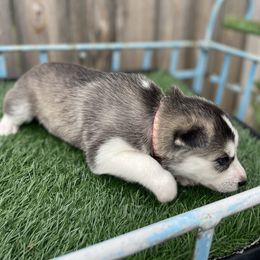 Siberian Husky Puppies from Husky Love and Pups