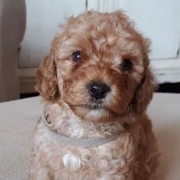 Australian Labradoodles from Primetime Australian Labradoodles