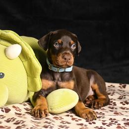 Cannon - Red and rust male Doberman Pinscher puppy in Overton, Texas from Obsidian Kennel