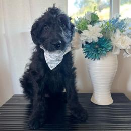 Copper - Black male Bordoodle puppy in Valley Center, California from Circle R Valley Bordoodls