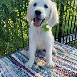 Golden Retriever Puppies from TriStar Goldens